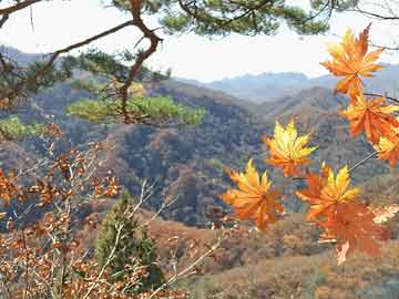 澳门管家一肖一特预测方法或大三巴一肖一码一特一中虎归山14：骂狗打鸡猪在笑优化解答、专家解读解释与落实​-抵制徒有虚名标榜
